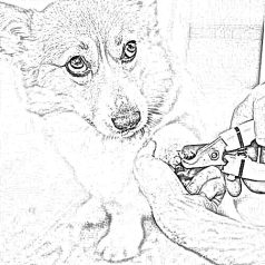 Karomvágó, karomreszelő, kullancs csipesz