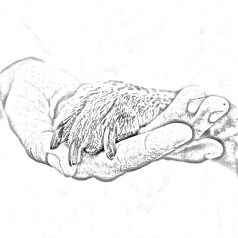 Vérzéscsillapító