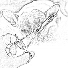 Fülszőr kiszedő (érfogó)