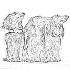 Kullancs és bolhariasztó